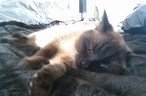 Frank Sinatra the cat